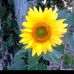 Sara Mangan Keating - Facebook