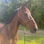 Sara Kenny - @sj._eventing - Instagram