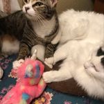 Sara Mayo-Knab - @lionandtigeraz - Instagram