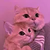 🧸Aesthetic🧸 - @sara_kringe - TikTok