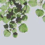 Sara Laird - @theecolifecollective - Instagram