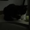 SaraLavender - @saralavenderlovebunny - TikTok