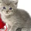 saralis - @saralis43k - TikTok