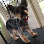 Sara Lively-Morgan - @owassodoggrooming - Instagram