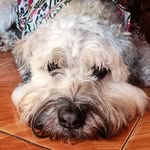Sara Lomeli - @lgsara2001 - Instagram