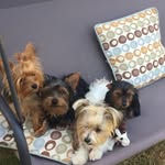 Sara Madera - @yorkiesquad13 - Instagram