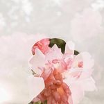 Sara Manna - @sara_manna_journal - Instagram