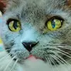 Sara Marker - @saramarkerthecatlady - TikTok