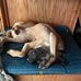 Sara Mayes - Facebook