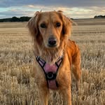 Sara McCormack - @mccormacksara1 - Instagram