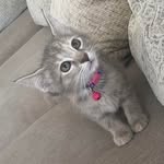 Sara McElroy - @kikiskittyservice - Instagram