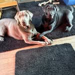 Sara McElroy - @mouse_maeve - Instagram