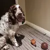 Sara Mcguinness - @sara.mcguinness - TikTok