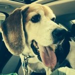 Sara Moats - @hippiechicdork - Instagram