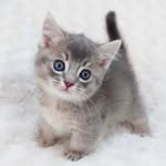 サラ - @sara_cat_munchkin.somali - Instagram