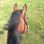 Sara Munro - @sm.showjumper - Instagram
