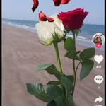 Sara Nadir - @saranadir72 - Instagram