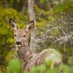 Fotograf Sara Öström Linde - @fotografostrom - Instagram