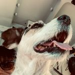Sara Oswald @saraoswaldcello - @poiluethedog - Instagram