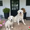 Sara Parsons - @saralparsons - TikTok