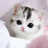 saraparsons31stud - @saraparsons31stud - TikTok