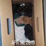 Sara Paterson - @fosterkitties.adoptme - Instagram