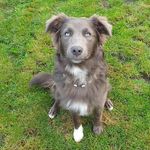 Sara Paterson - @blueberryaussies - Instagram