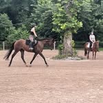 Sara Pifer - @horses_of_hs - Instagram