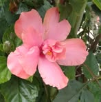 Sara Pompa - Facebook