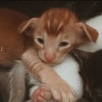 ПИТОМНИК ОРИЕНТАЛЬНЫХ КОШЕК БЕЛАРУСЬ г.БРЕСТ😽 - @sarabi_pride - Instagram