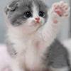 Gatito kawaii - @sarapugh - TikTok