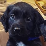 Sara Rees - @otisrees_workingcocker - Instagram