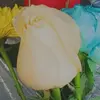 Sara.rem - @hobeye.rad - TikTok