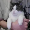 Sara Rempel - @schnitzboi - TikTok