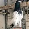 sarariffgroupnazammughal - @sarariffgroupnazammughal - TikTok