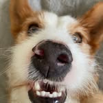 Sara Roque - @petlove_sara - Instagram