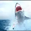 sarahrudd - @sharkyboy2246 - TikTok