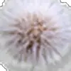 Sara Salamone - @sara.salamone - TikTok