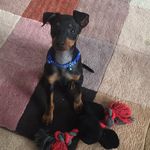 Sarah Salisbury - @english_toy_terrier_tommy - Instagram