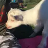 Sara Schell - @seschell - TikTok