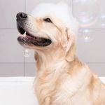 Cantinho do Banho / Sara Schiller tosadora Piracicaba 🚿🐾 - @sarabanhoetosapiracicaba - Instagram