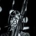 Sara Schoenbeck - Facebook