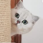 Sara Sciortino - @valle_dei_templi_cattery - Instagram
