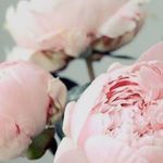 Sara Spaulding - @edeneastbotanicals - Instagram