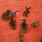 Sara Stant - @stantfamilyfarm - Instagram