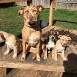 Sarah Stauffer - @sarah.and.the.pack - Instagram