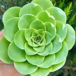 🎀My Succulents In Jordan 🇯🇴 🎀Married👨‍👩‍👧‍👦 - @sara_succulents.plant.jo - Instagram