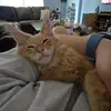 Leo the Lion - @sarahsutter702 - TikTok