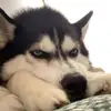 sara_svendsen0 - @sara_svendsen0 - TikTok