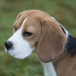 Sarah Sweetman / Kazuri - @kazuri.beaglesandcavaliers - Instagram